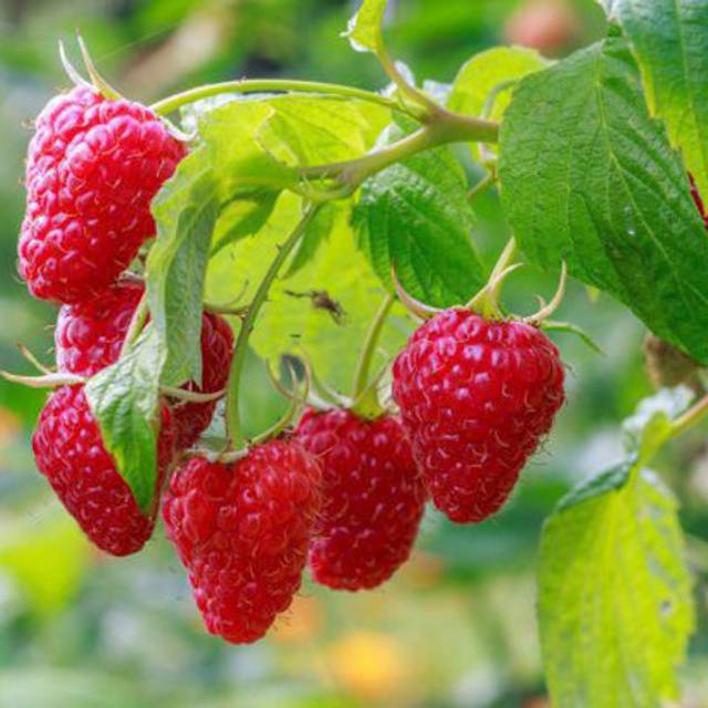 Frambélise® - framboises (D.R. / Verdia)