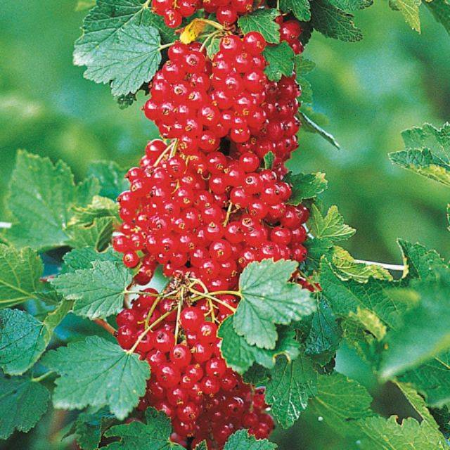 Groseillier Delbard Giganta® (Delbard)