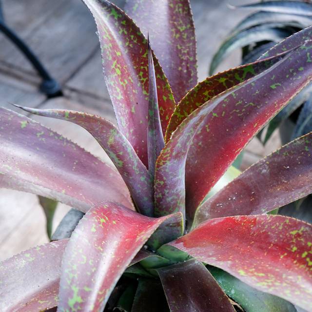 Mangave 'Mission to Mars' (Globe Planter)