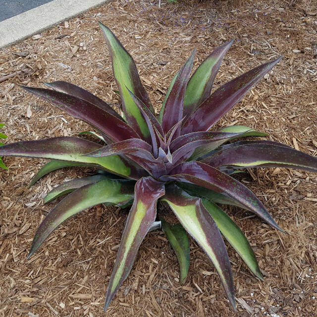 Mangave 'Mission to Mars' (Globe Planter)
