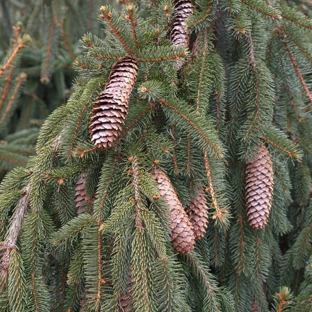 Picea abies 'Inversa' - Epicéa commun pleureur (F. D. Richards / flickr.com)