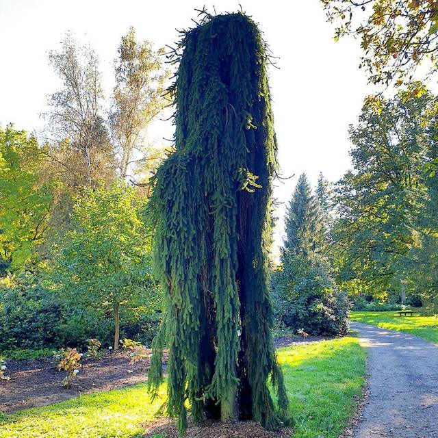 Picea abies 'Inversa' - Epicéa commun pleureur (Jan Helebrant / flickr.com)