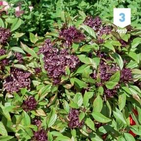 Basilic perpétuel (Ocimum kilimandscharicum), un basilic vivace :  plantation, culture