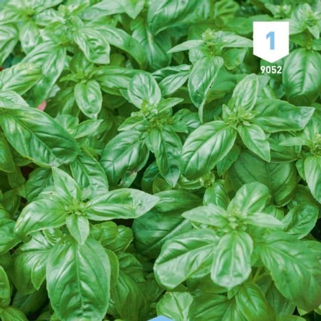 Basilic Grand Vert