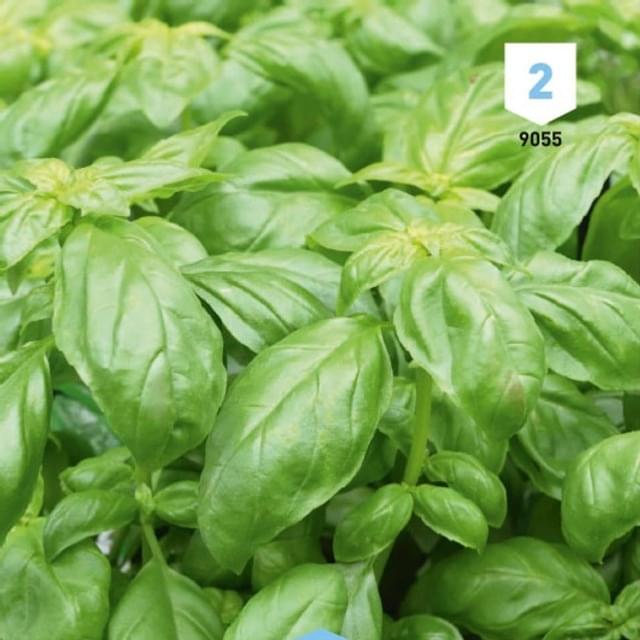 Basilic Marseillais