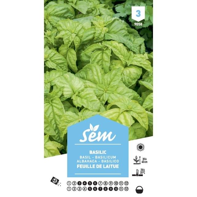 Basilic à feuilles de Laitue (sachet)