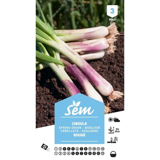 Ciboule commune (sachet)
