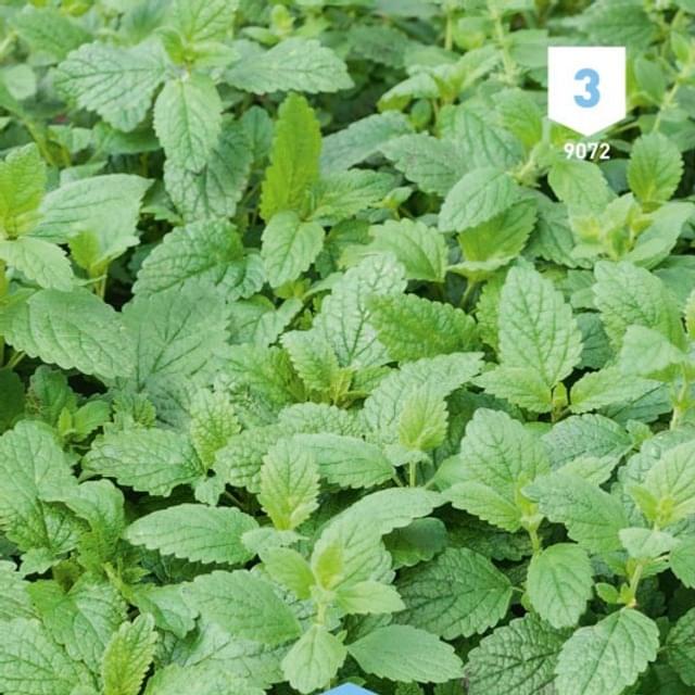 Mélisse officinale (Citronnelle)