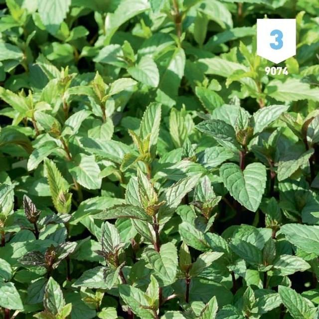Menthe poivrée