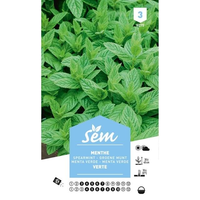 Menthe verte (sachet)