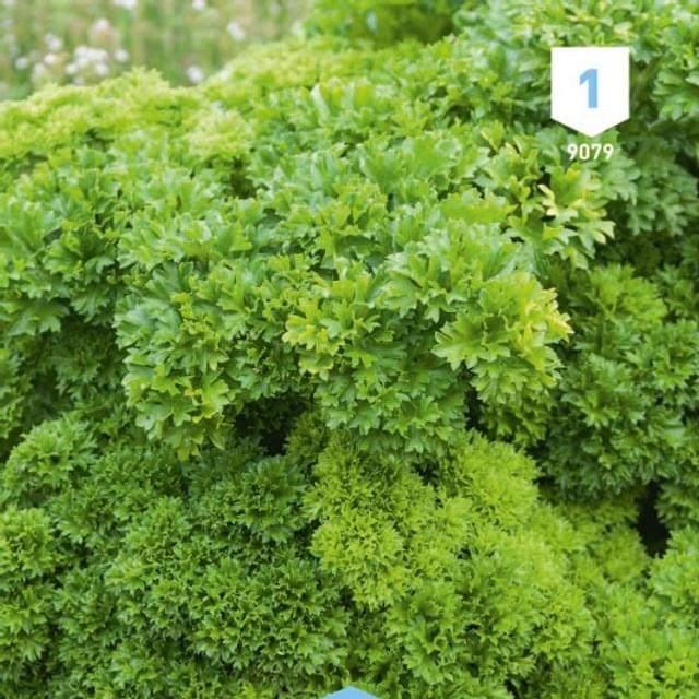 Persil frisé