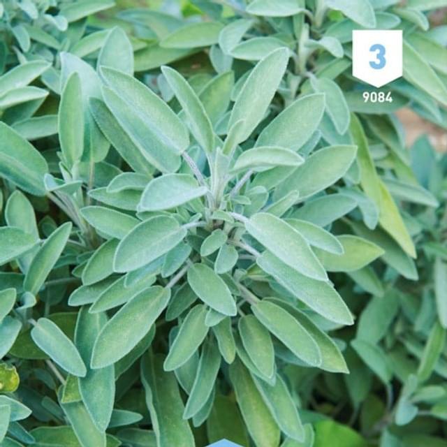 Sauge officinale