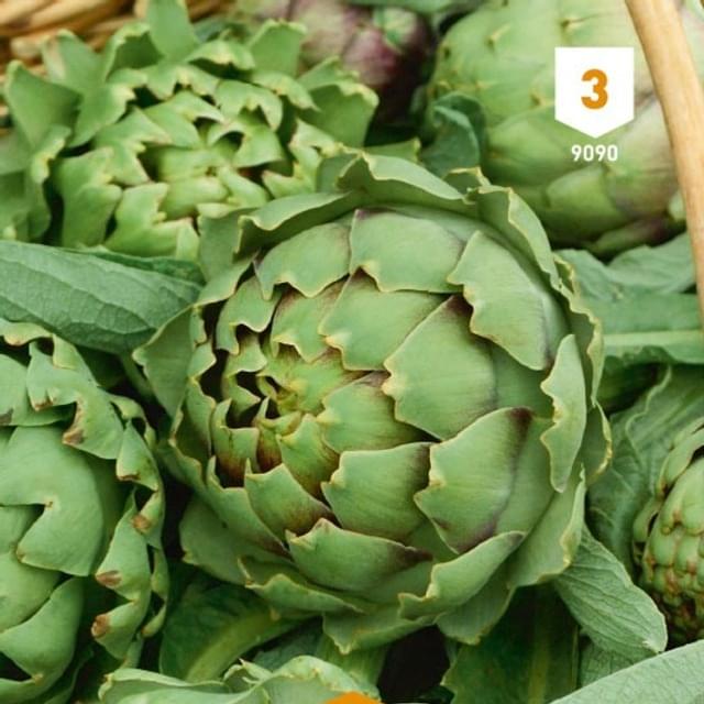 Artichaut gros vert de Laon