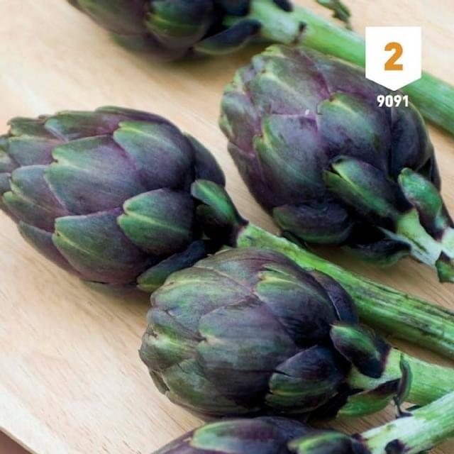 Artichaut 'Violet de Provence'