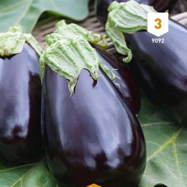 Aubergine Violetta Lunga