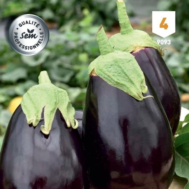 Aubergine bonica hf1