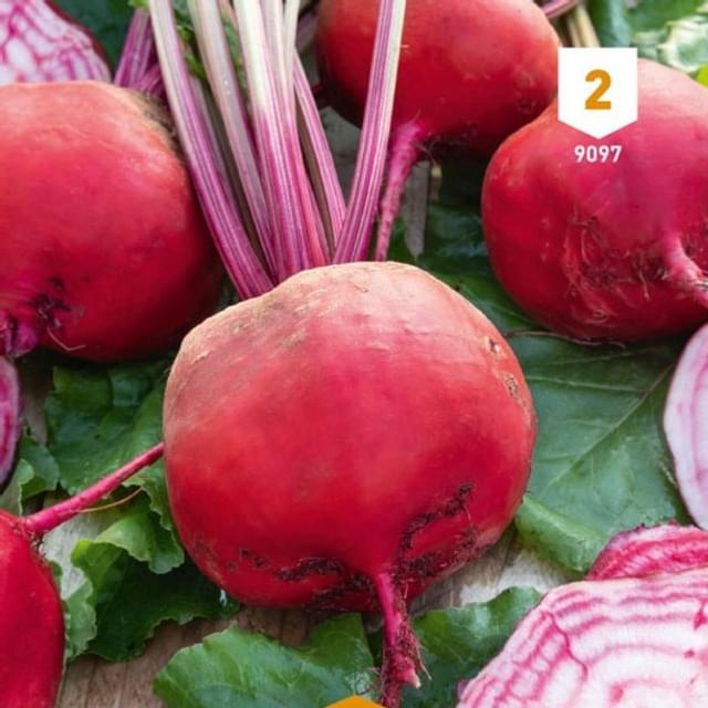 Betterave Chioggia