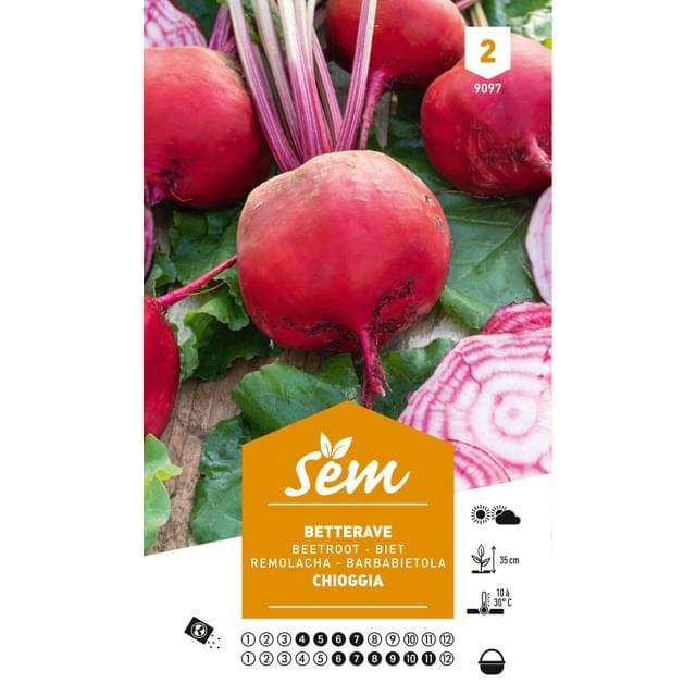 Betterave Chioggia (sachet)