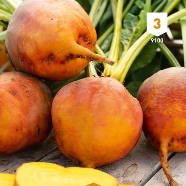 Betterave orange Burpees Golden