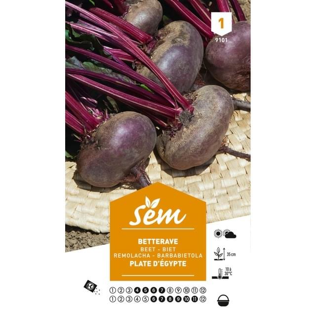 Betterave plate d'Egypte (sachet)
