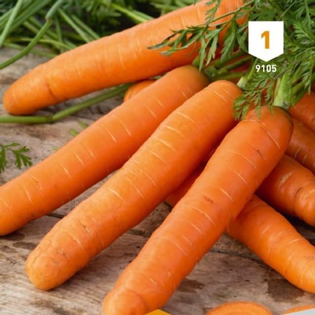 Carotte Berlicum