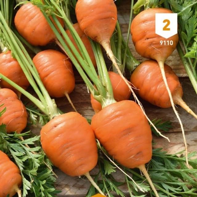 Carotte grelot Marché de Paris