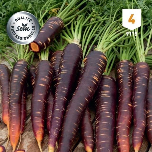 Carotte Purple Haze F1