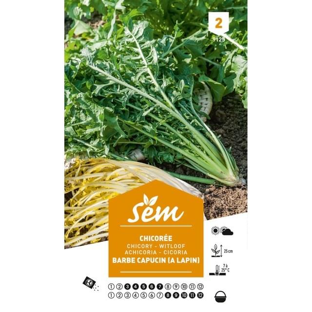 Chicorée sauvage à lapin Barbe de Capucin (sachet)