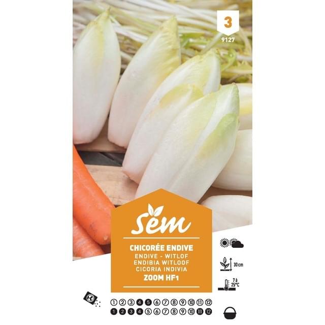 Chicorée de Bruxelles F1 Zoom (sachet)