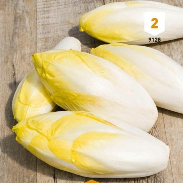 Chicorée endive Meilof Witloof de Bruxelles