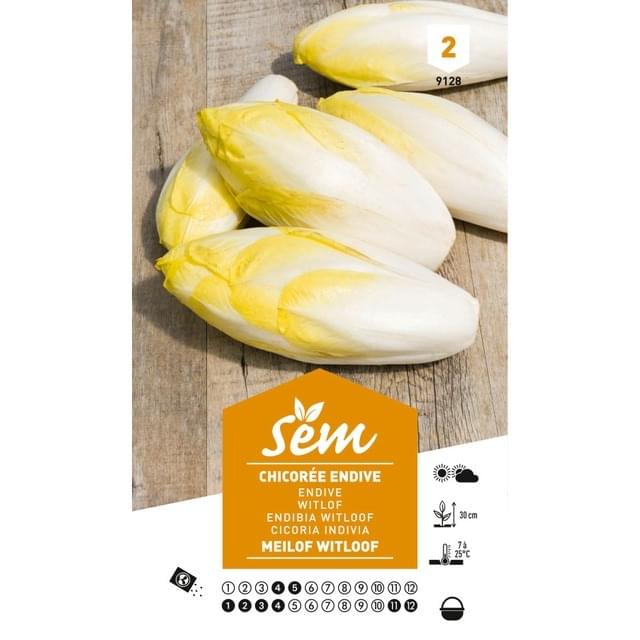 Chicorée endive Meilof Witloof de Bruxelles (sachet)