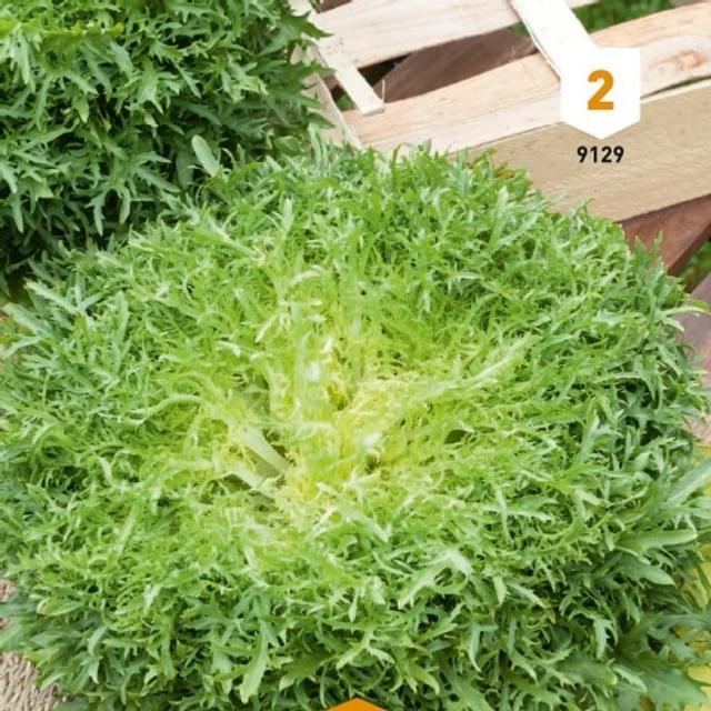 Chicorée fine de Louviers