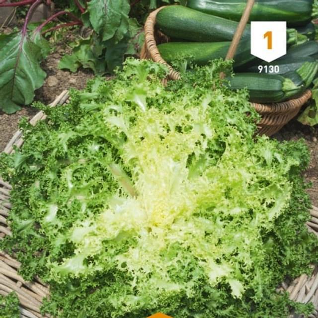 Chicorée frisée de Ruffec