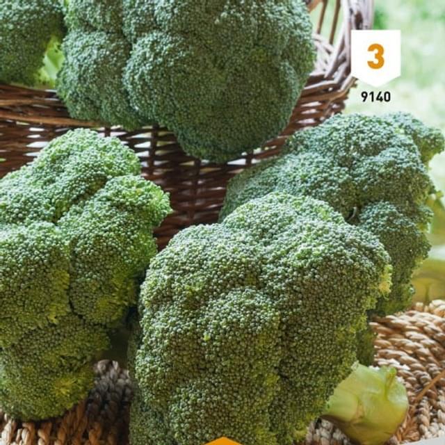 Chou brocoli hâtif