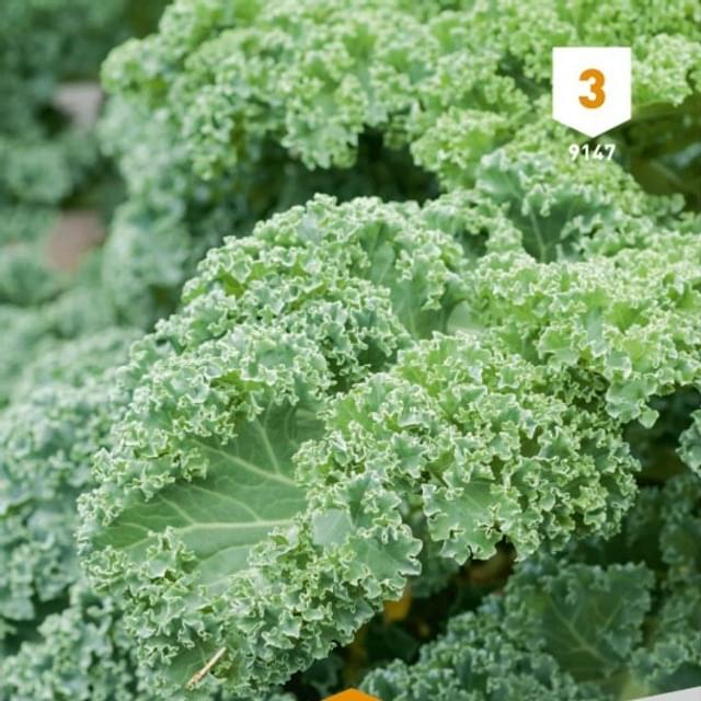 Chou Kale