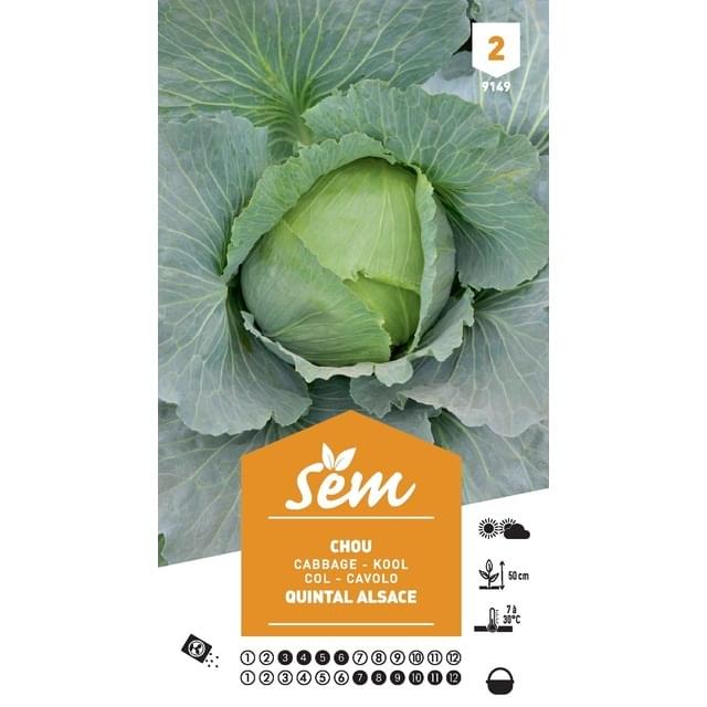 Chou cabus Quintal d'Alsace (sachet)