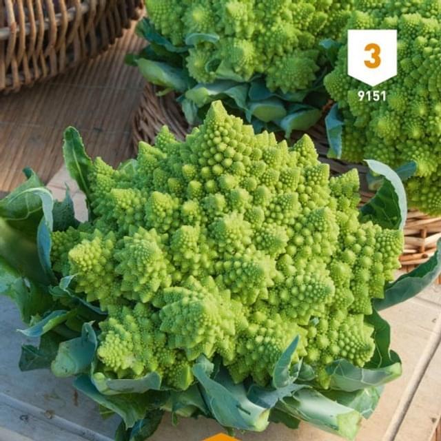 Chou Romanesco
