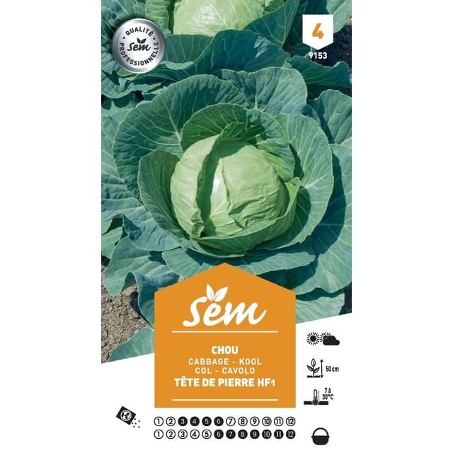 Chou Tête de Pierre F1 (sachet)