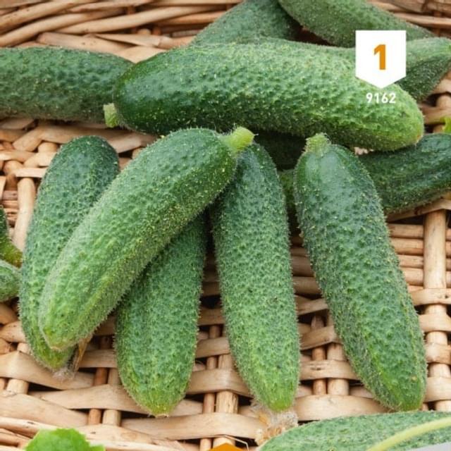 Cornichon vert Petit de Paris