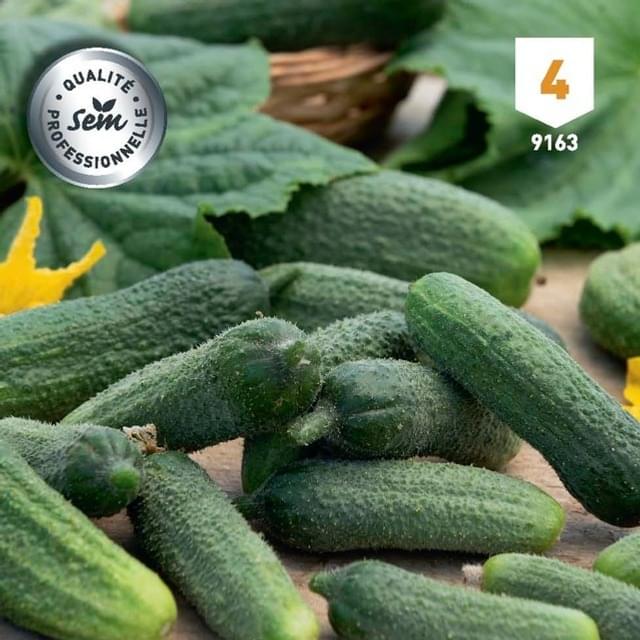 Cornichon Profi F1