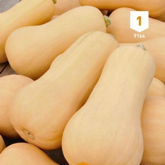 Courge Butternut
