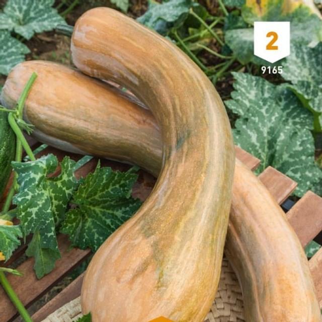 Courge longue de Nice