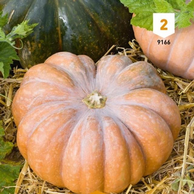 Courge musquée de Provence