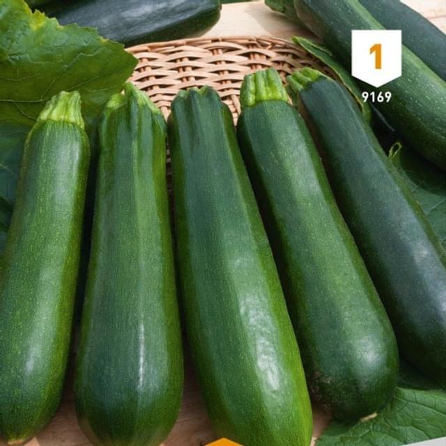 Courgette verte noire maraîchère