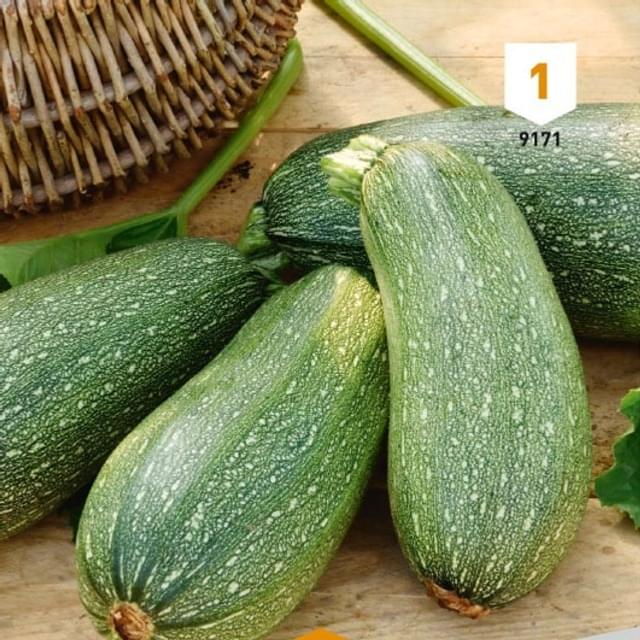 Courgette Petite grise d'Alger