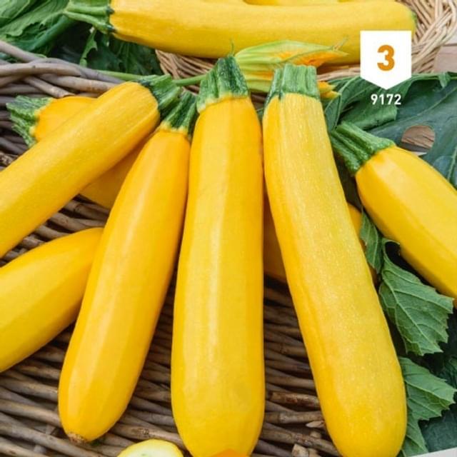 Courgette jaune Atena Polka F1