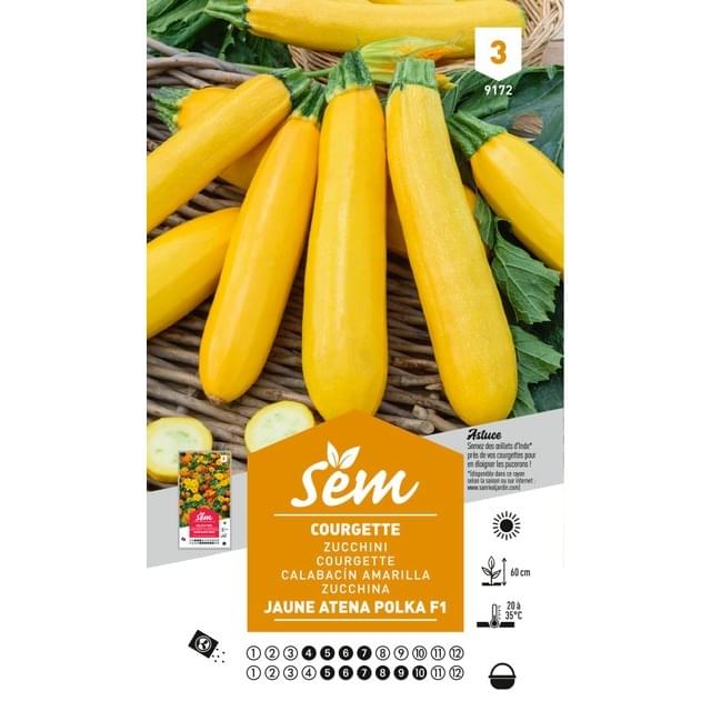 Courgette jaune Atena Polka F1 (sachet)