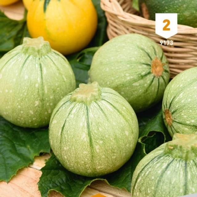 Courgette de Nice fruit rond