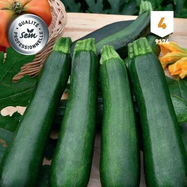 Courgette Baccara F1
