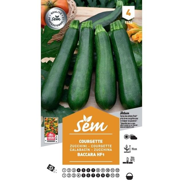 Courgette Baccara F1 (sachet)